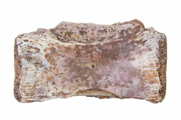 Triassic Fossil Avemetatarsalian (Dromomeron) Vertebra - Texas #322743